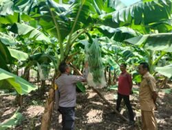 Dukung Program Ketahanan Pangan, Kapolsek Bajeng Kunjungi Kebun Pisang Kapendis di Bontomanai
