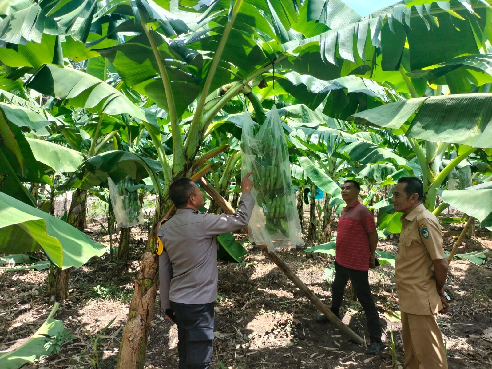 Dukung Program Ketahanan Pangan, Kapolsek Bajeng Kunjungi Kebun Pisang Kapendis di Bontomanai