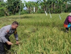 Dukung Ketahanan Pangan, Bhabinkamtibmas Sambang Petani Di wilayah Binaan.