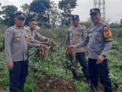 Dukung Program Ketahanan Pangan Bergizi, Polsek Tompobulu Panen Ubi Jalar di Pekarangan Pangan Lestari