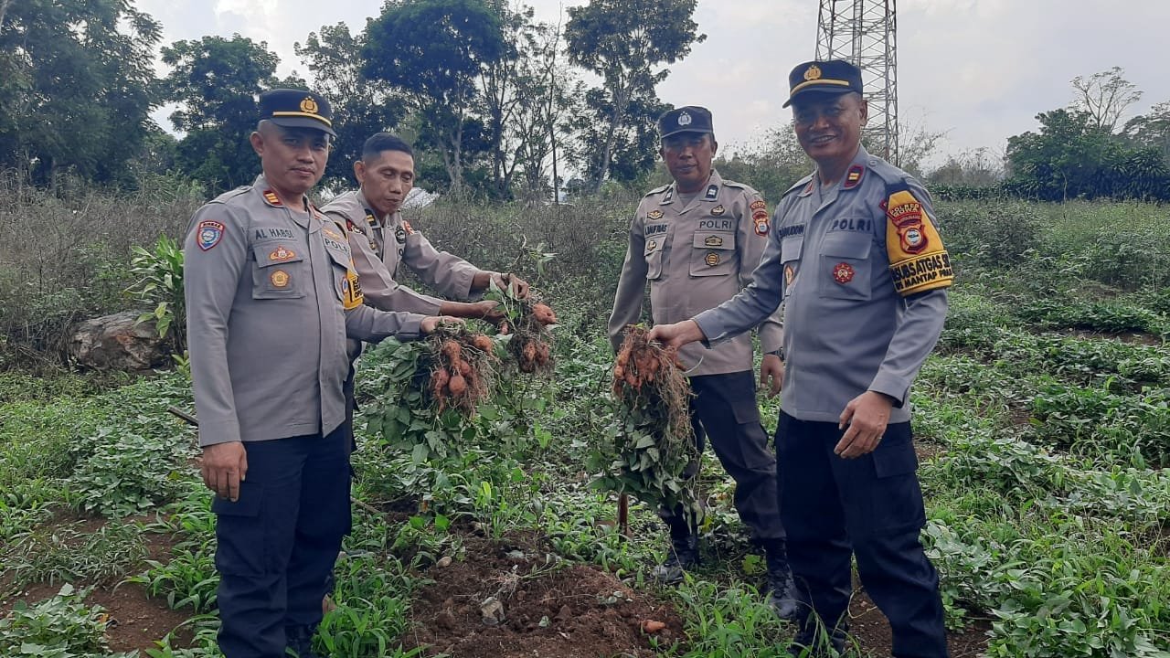 Dukung Program Ketahanan Pangan Bergizi, Polsek Tompobulu Panen Ubi Jalar di Pekarangan Pangan Lestari